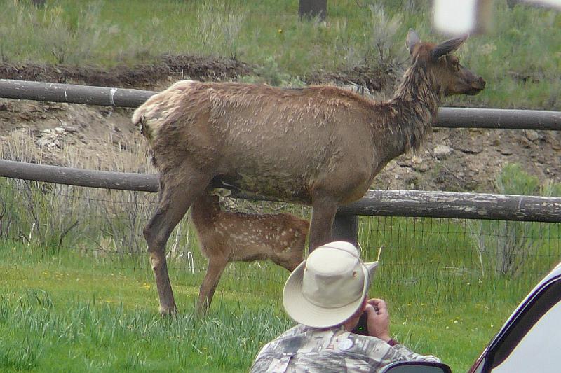 Elk and calf.jpg - Mother Elk with her fawn nursing.